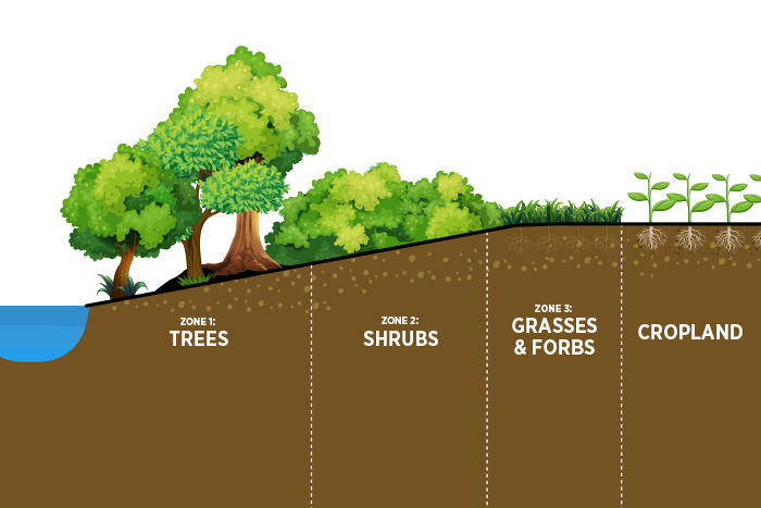 Vegetated Buffers